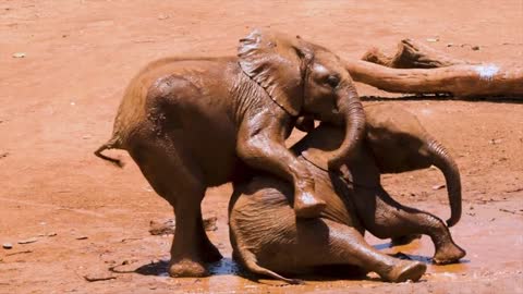 Baby Elephants Playing In The Mud & Having Fun