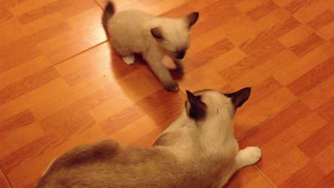 A mother cat playing with her baby