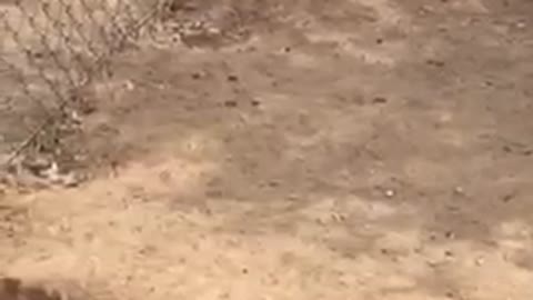 Rooster cautiously intrigued by intruder snake