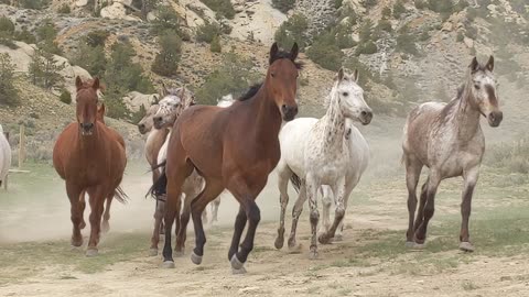 Poncho Corraling Our Herd of Many Colors