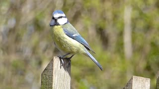 Bird Perform Morning Sounds