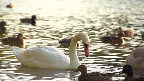 White Swan in very Slow Motion