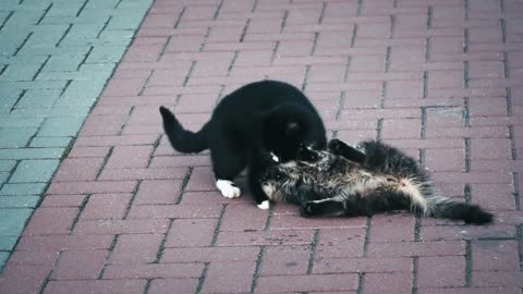 two cats play with love