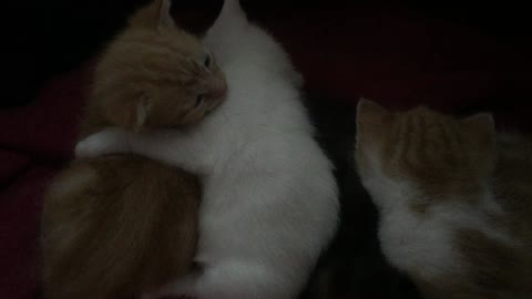 Tiny Kitten Comforting Her Brother, Eyebleach!