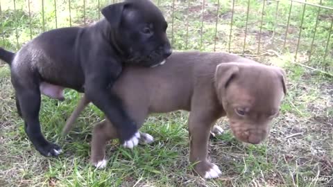 Boxer And Baby Share Adorably Precious Friendship - Pitbull Growls and Snaps at Her Puppies!