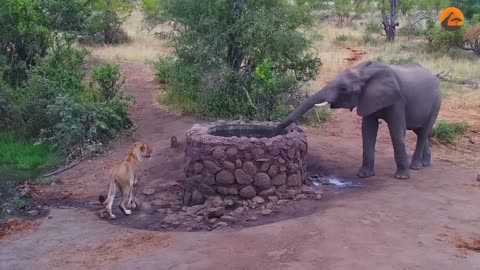 Elephant Sprays Water at Lion,