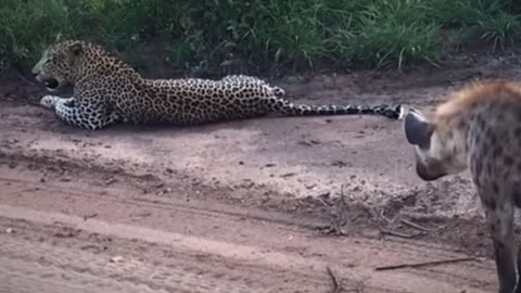 The hounds are confronting the leopards?