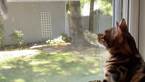 Cat Goes Crazy When Squirrel Invades Bird Feeder