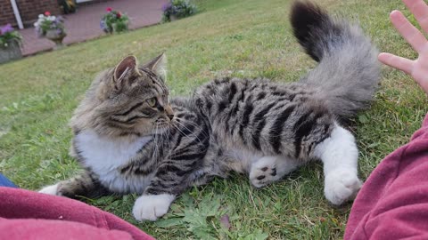 Adorable cat pounces on owner and attacks