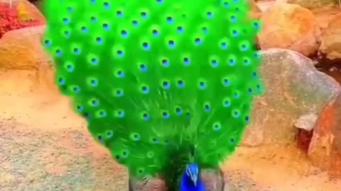 Peacock beauty