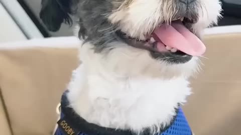 Old Matted Stray Dog Gets A Haircut And Turns Out To Be A Puppy _ The Dodo