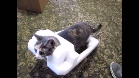 Cat has strange obsession with styrofoam outfit-Part 2
