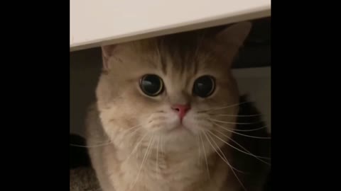 Funny cat, Cute Cat Sounds, Cat Meowing