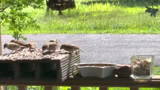 Birds Feeding