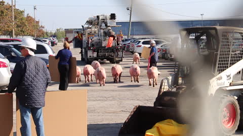 Pigs herded across parking lot after truck crash