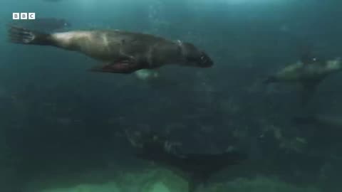 Sharks Vs Seals | Historic Fight | Mystery of Wildlife