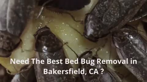 Global Rodent & Pest Services | Bed Bug Removal in Bakersfield, CA