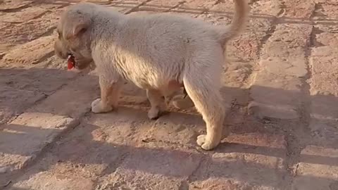 Watch This Fearless Puppy Walk Like a Lion: A Video of Courage and Cuteness! #youtubeshorts #shorts