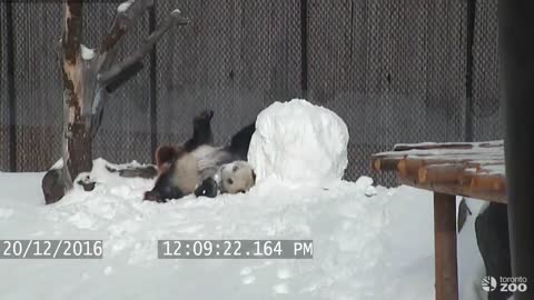 Clumsy Giant Panda Adorably Wrestles Down A Snowman