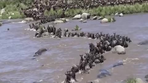 The Serengeti wildebeest migration