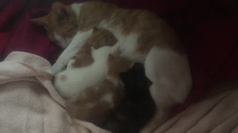 Tiny 19 day old kittens feeding on a vey tired mummy cat