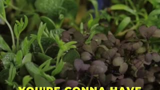 🌱 MicroGreens vs. Sprouts: Nutrient Showdown 🌱