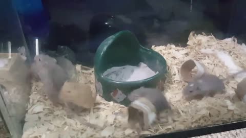 Lonely senior gerbil swarmed by babies