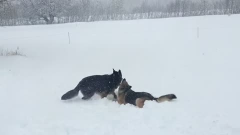 Puppy body slams brother in the snow