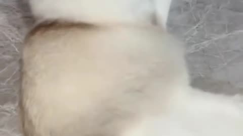 Fanny cat video and Cute Cat video