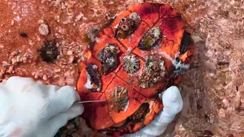 Sea turtle become kings of prey after removing millions of sea creatures and barnacles on shell
