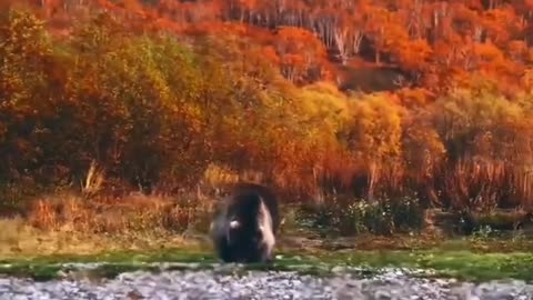 Brown bear in Kamchatka