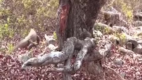 Wildlife Horror: Comodo Dragon's Ruthless Goat Feast