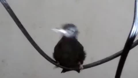 filhote de beijaflor (baby humming bird)