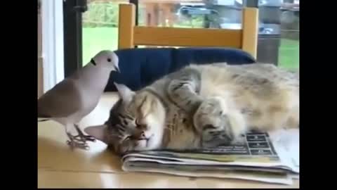 Dove bothering the cat