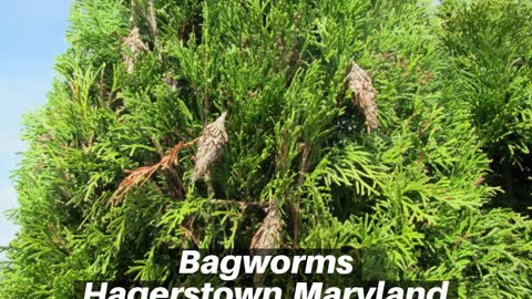 Bagworms Hagerstown Maryland Tree Shrub Care Washington County Maryland