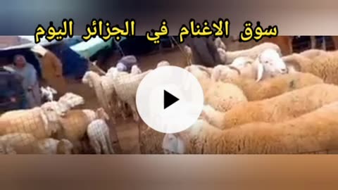 سوق الاغنام في الجزائر اليوم | sheeps fors salling