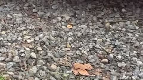 Raccoon Plays Peekaboo From Under Car