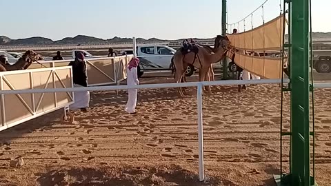 Saudi camel race