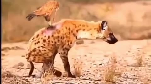 Hyena was eaten alive by a bird- animal planet