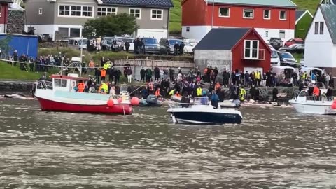 Video: Blood-Sport in Hvannasund Faroe Islands - 17th August 2023