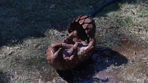 Pangolin playing in the sun, one of the great moments