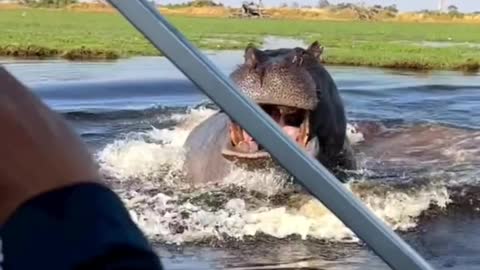 Hippo are one of the most dangerous animals to encounter