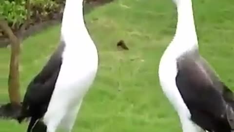 Birds are playing weird game