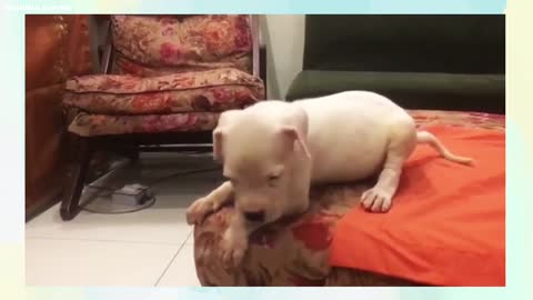 Free Free Adoption Dogo Argentino for free adoption 🔥🔥