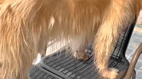 Dog Bathing At Home | Dog Bathing Funny Videos | Dog Bathing | How To Bathe A Dog