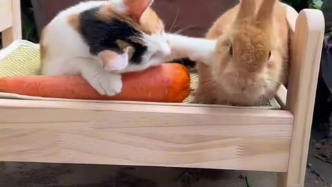 cute cat and bunny