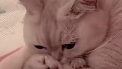 Baby Cats -CUTE and FUNNU cat Videas Compilation