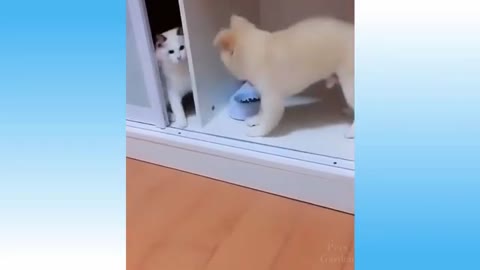 Funny Cats And Dogs Videos - Try Not To Laugh!