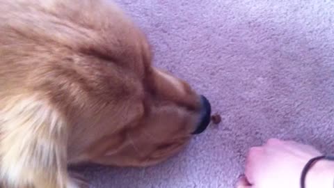 Sneaky Cat Steals Treats From Right Under Patient Dog’s Nose