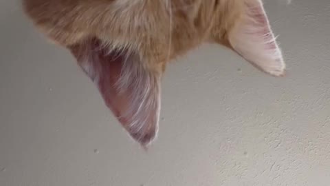 Cat brushes his own face